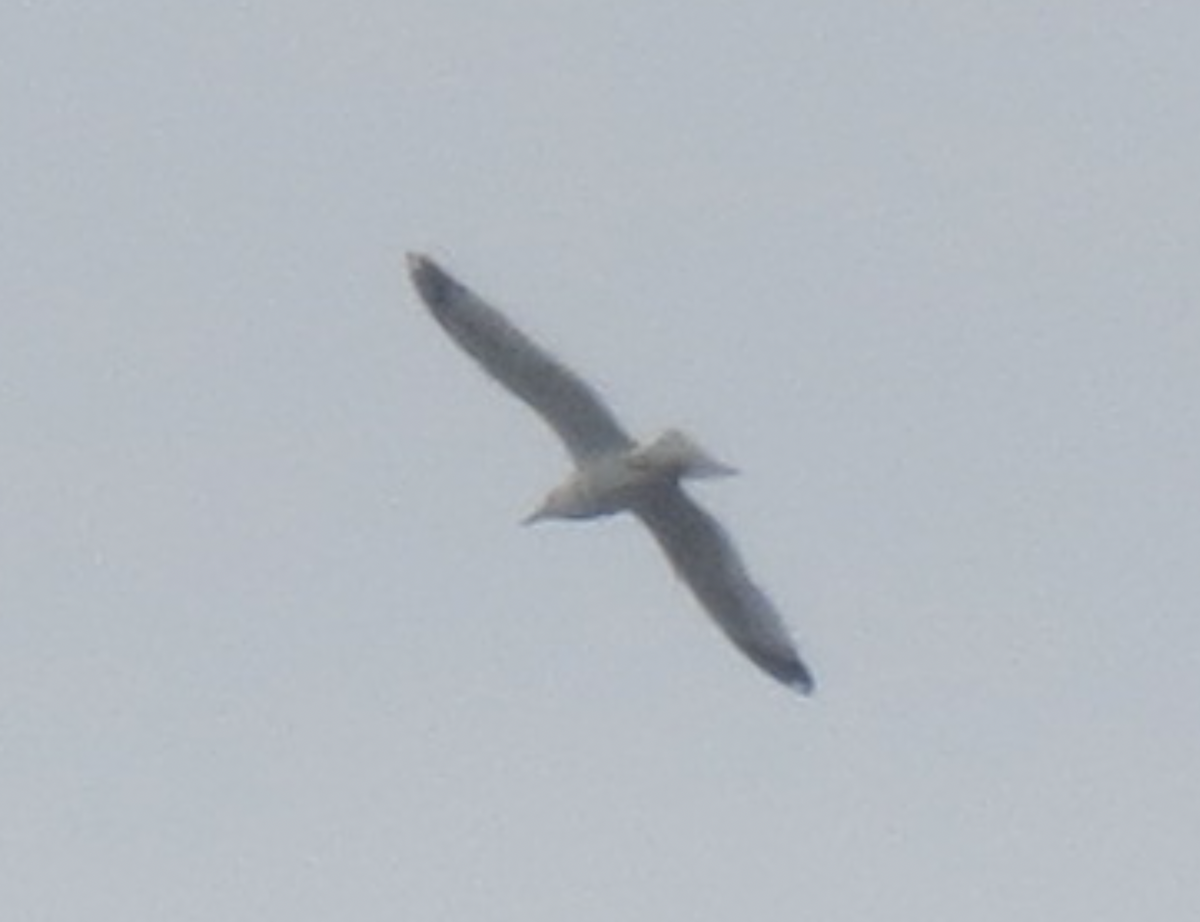 Ring-billed Gull - ML615753162