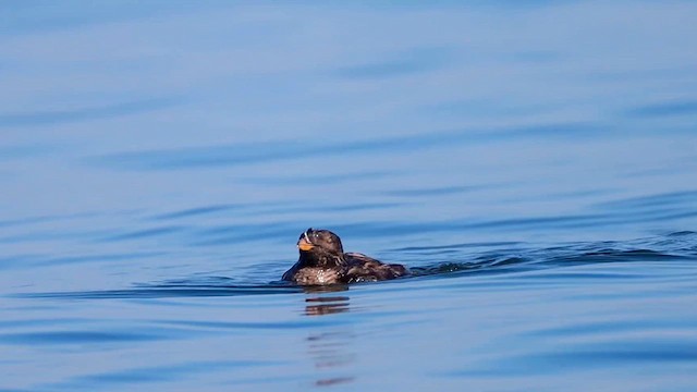 Rhinoceros Auklet - ML615753192