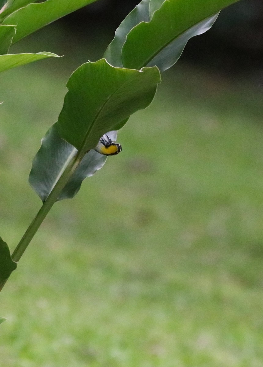 Yellow-throated Warbler - ML615753197