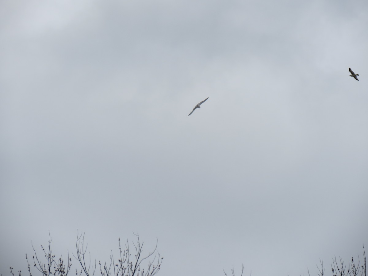 Ring-billed Gull - ML615753198