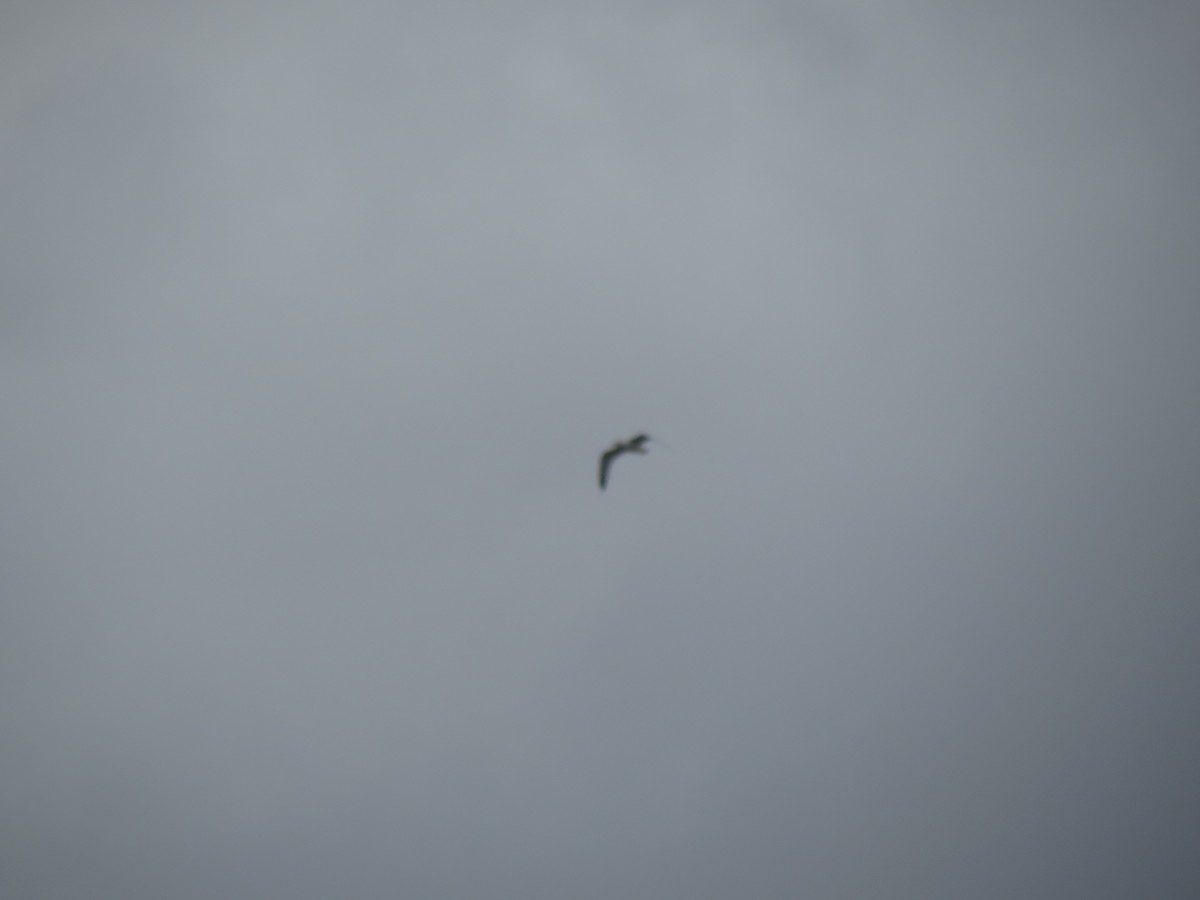 Ring-billed Gull - ML615753201