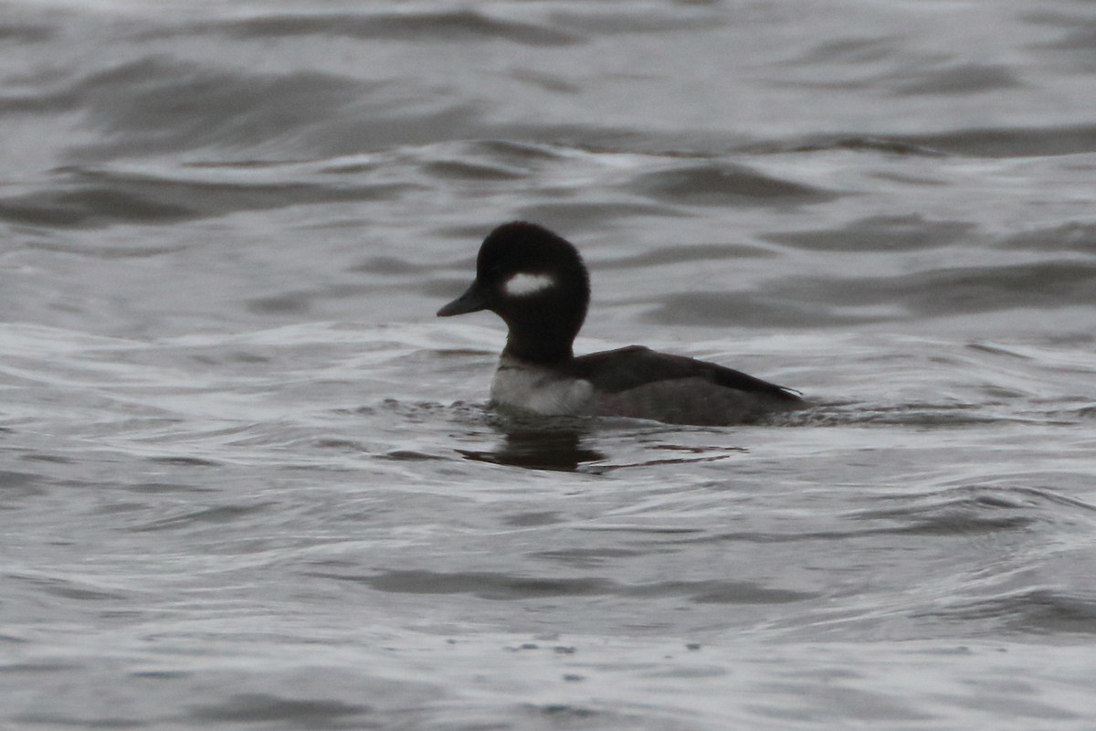 Bufflehead - ML615753206