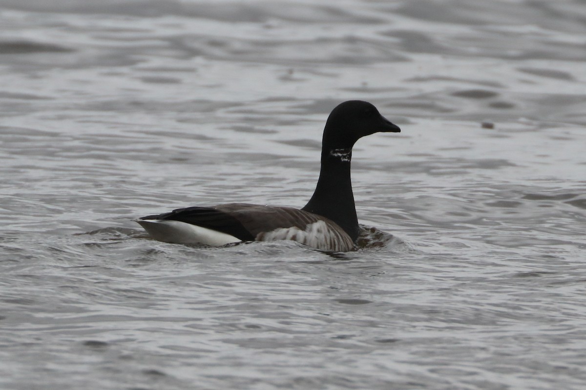 Brant - ML615753212