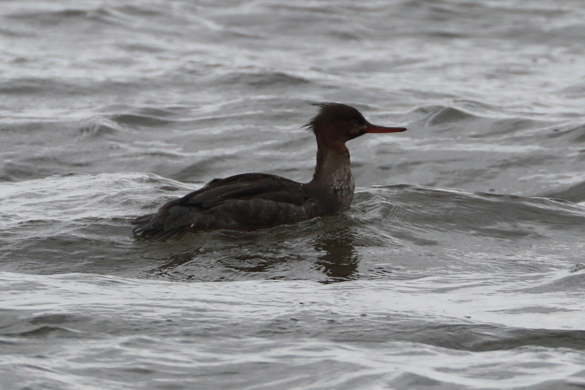 Red-breasted Merganser - Seth Wollney