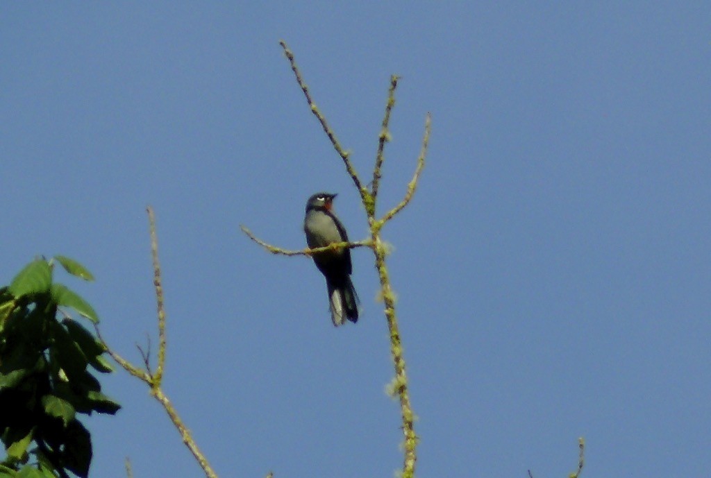 Rufous-throated Solitaire (Rufous-throated) - ML615753219