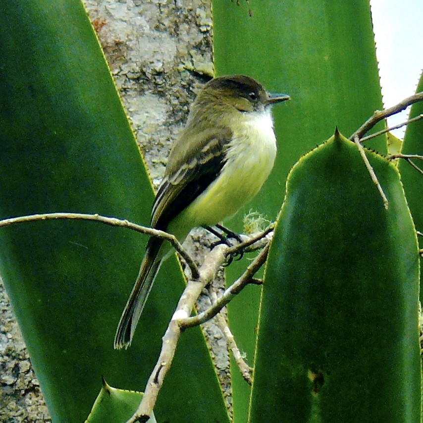 Sad Flycatcher - Rick Taylor