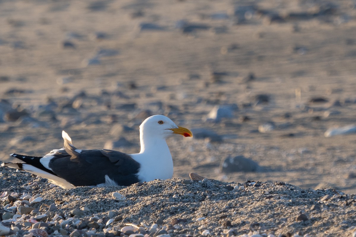Yellow-footed Gull - ML615753235