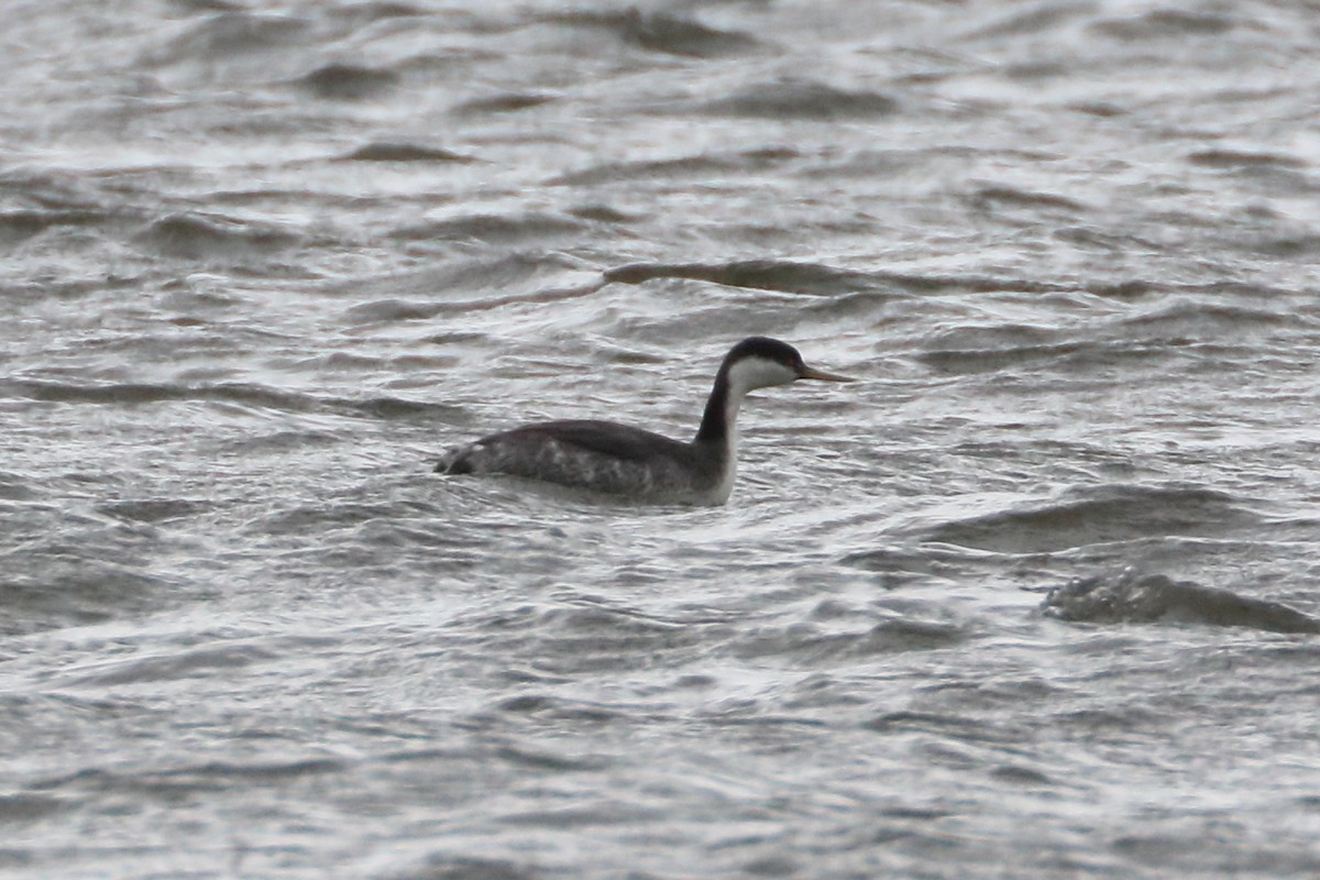 Western Grebe - ML615753239