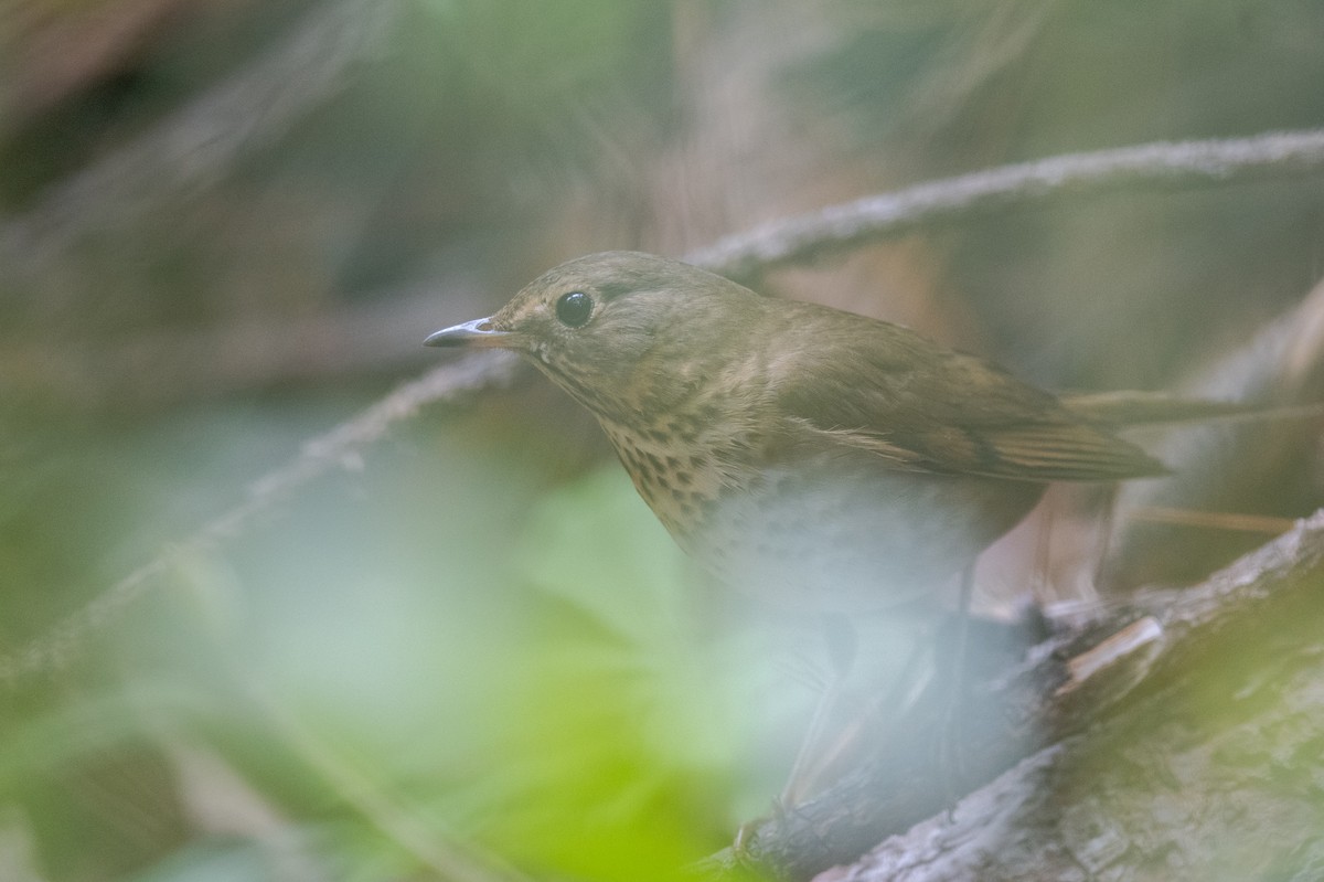 Swainson's Thrush (Olive-backed) - John Cahill xikanel.com