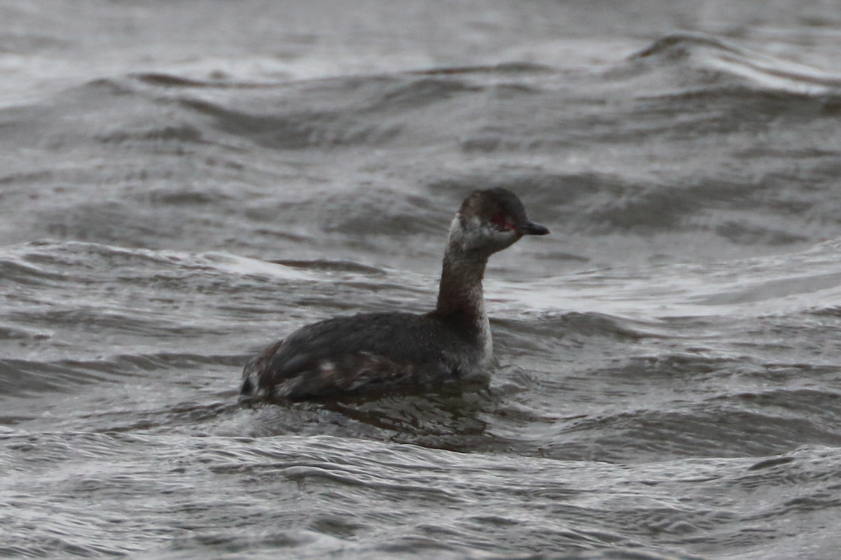 Horned Grebe - ML615753287