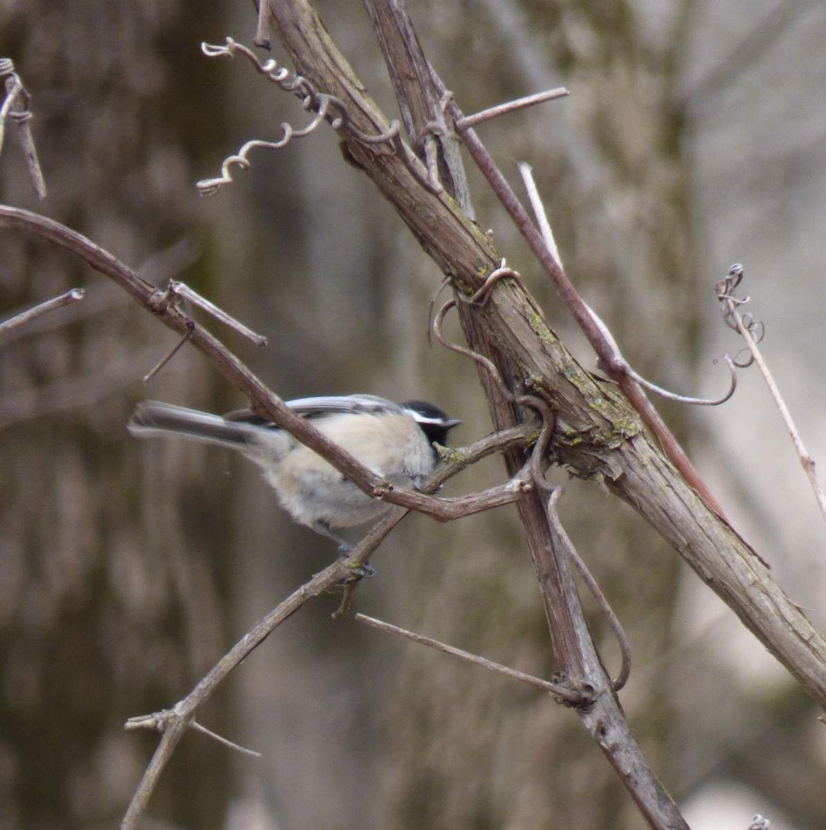 Black-capped Chickadee - ML615753290