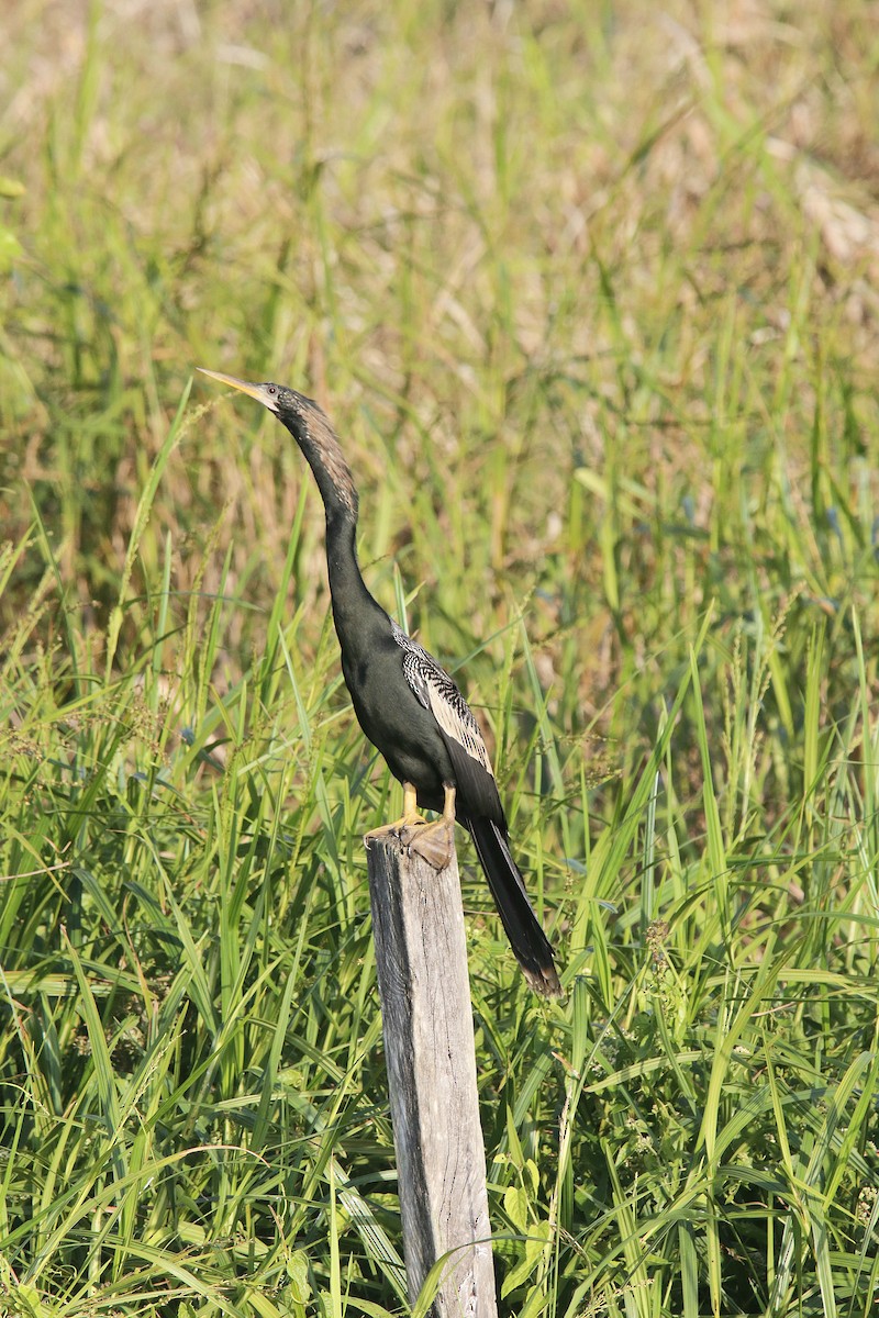 Anhinga - ML615753298