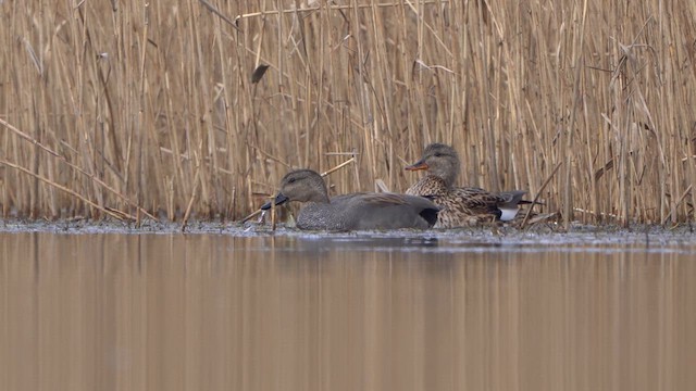 Gadwall - ML615753305