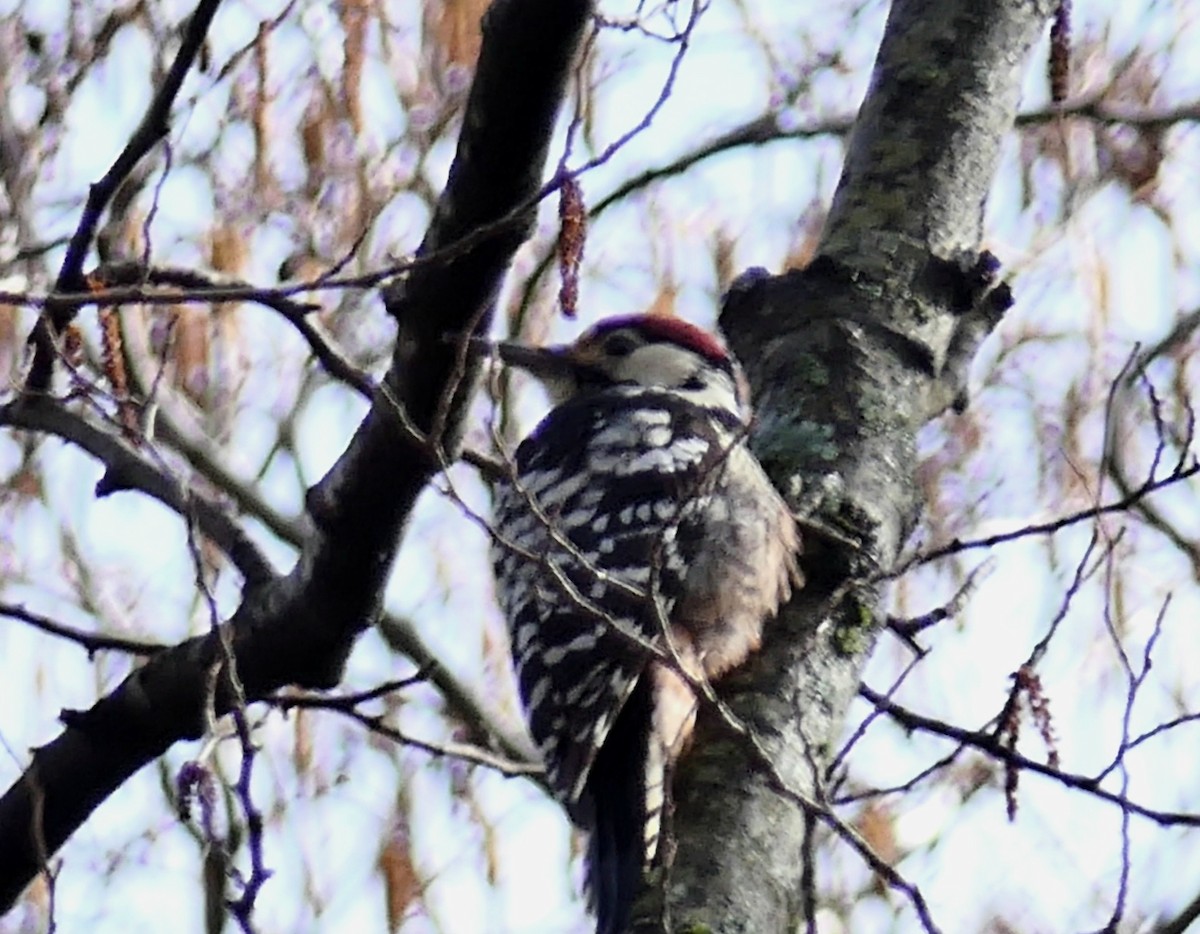 White-backed Woodpecker - ML615753312