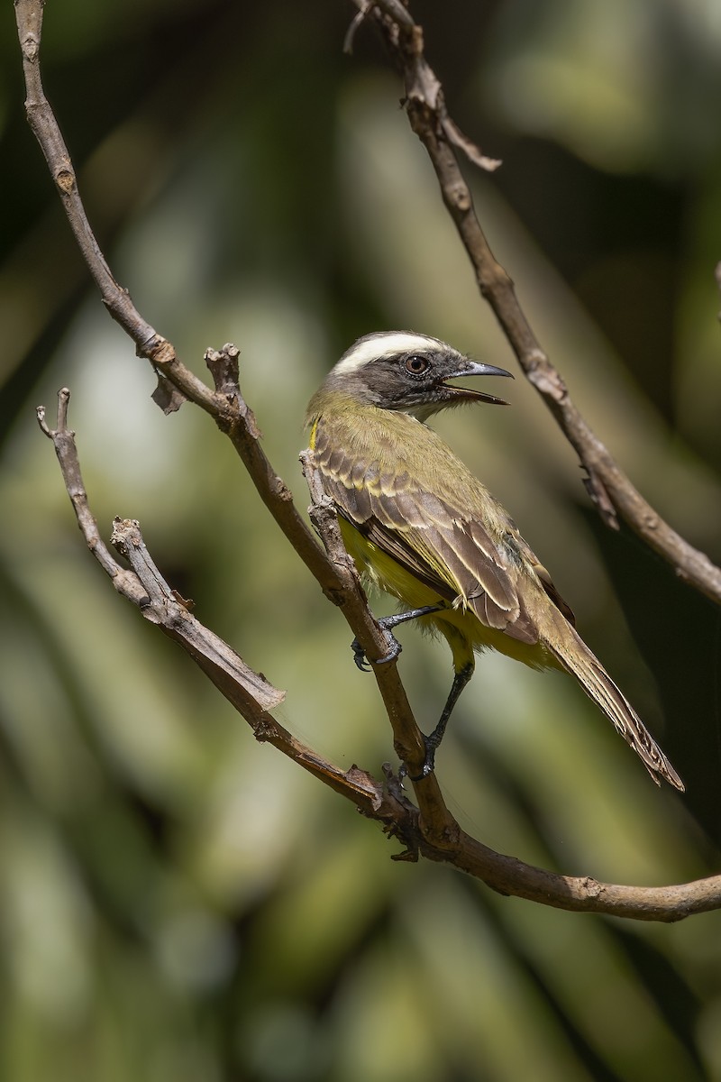 Social Flycatcher - Mike “Champ” Krzychylkiewicz