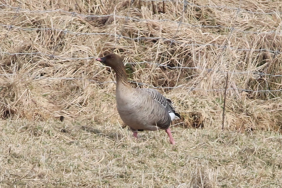 Pink-footed Goose - Ronnie Van Dommelen