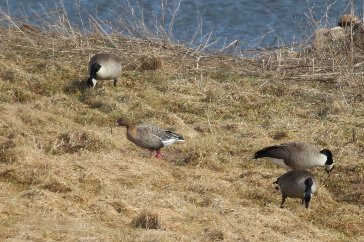 Pink-footed Goose - Ronnie Van Dommelen