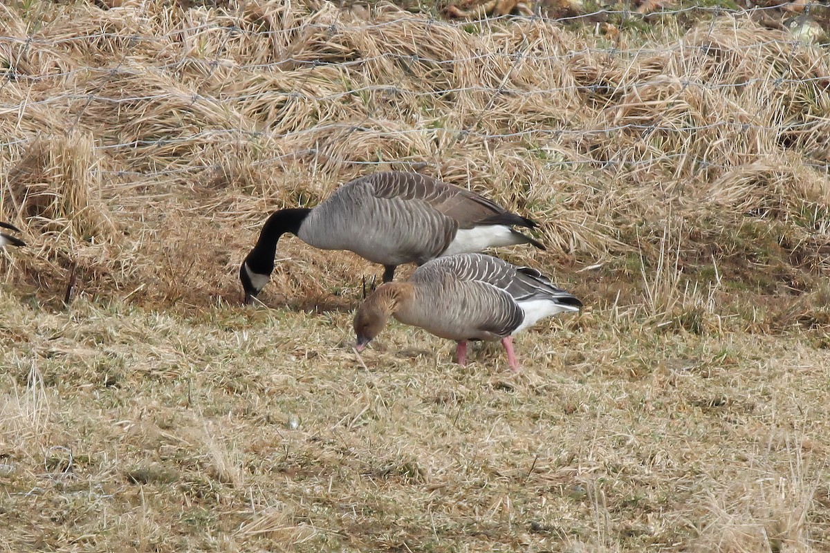 Pink-footed Goose - Ronnie Van Dommelen