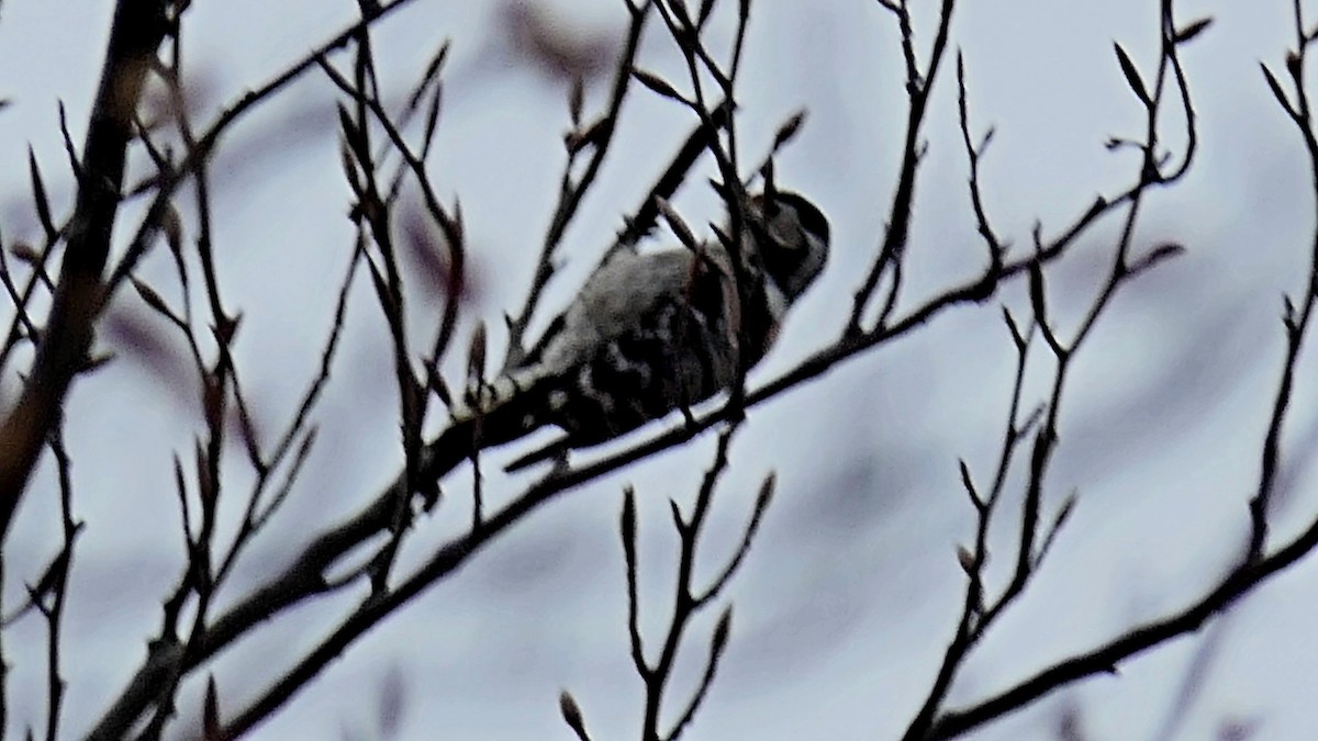 Lesser Spotted Woodpecker - ML615753374