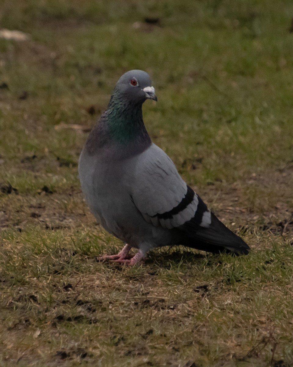 Rock Pigeon - ML615753386