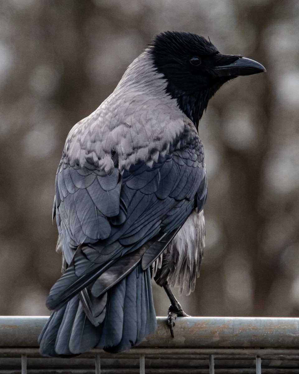 Hooded Crow - ML615753436