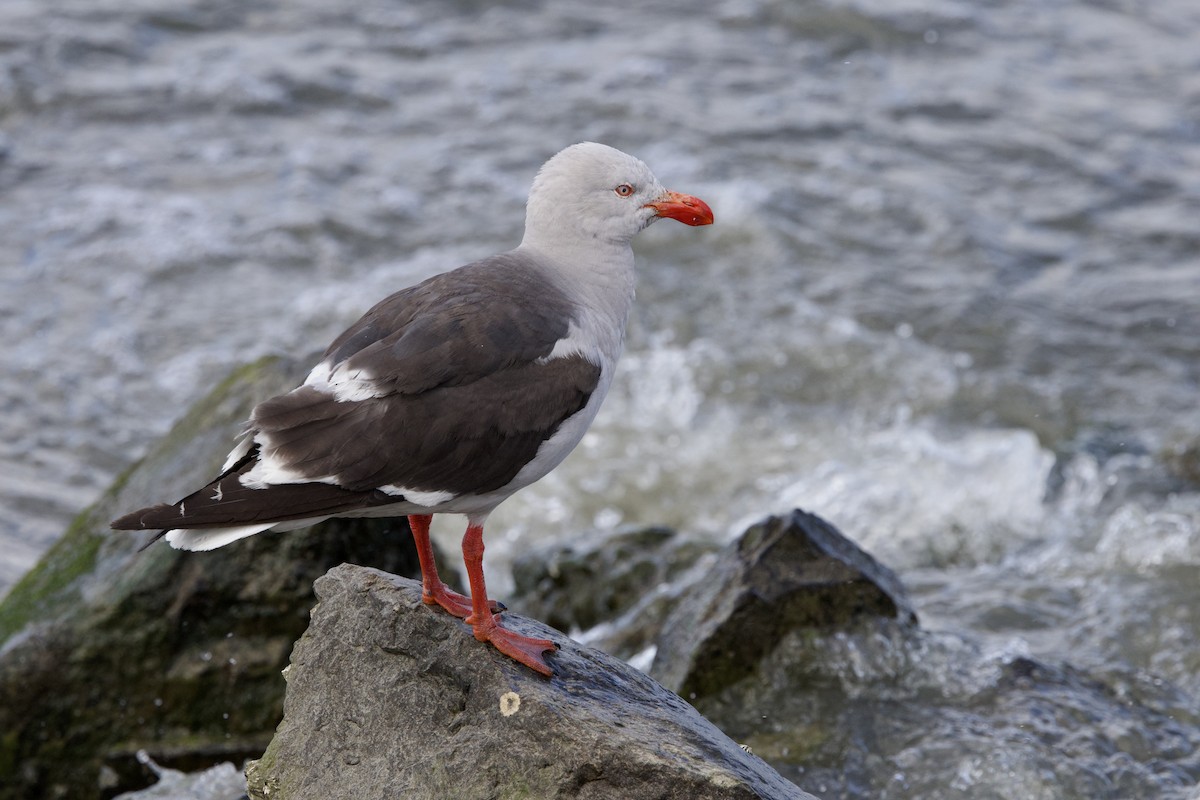 Dolphin Gull - ML615753468