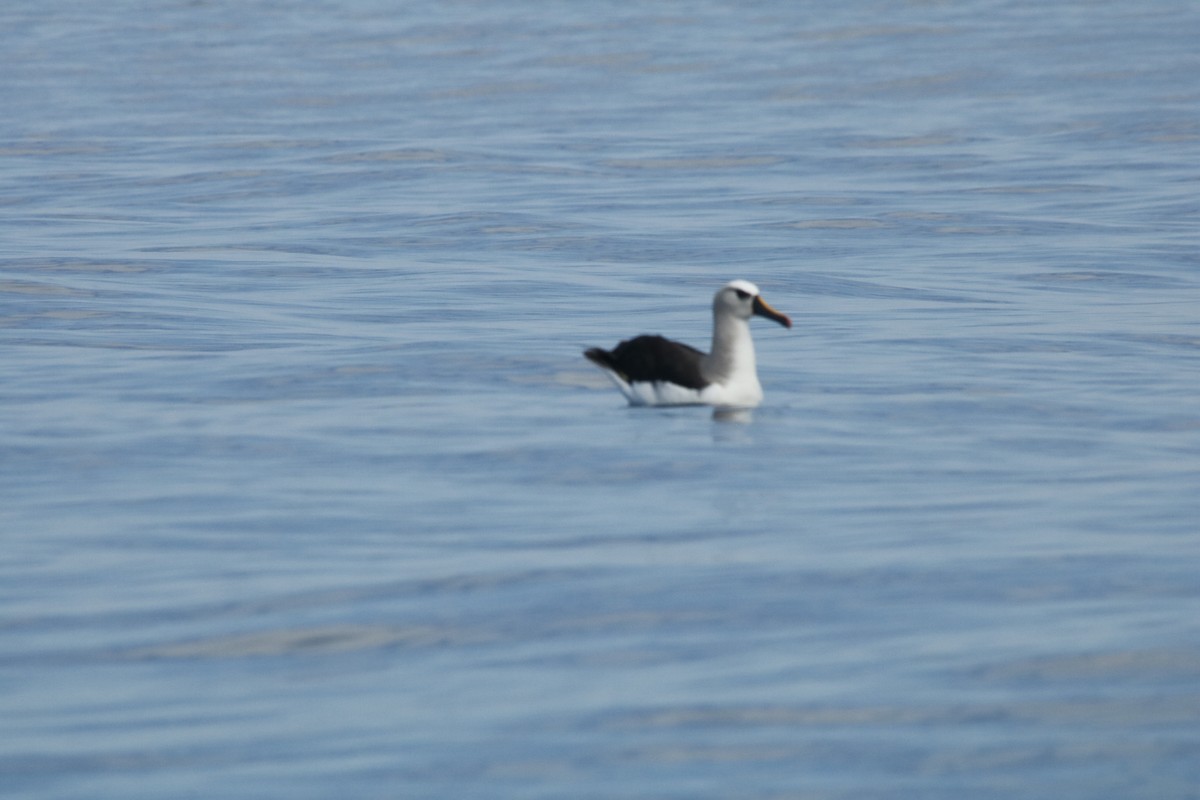 albatross sp. - ML615753470