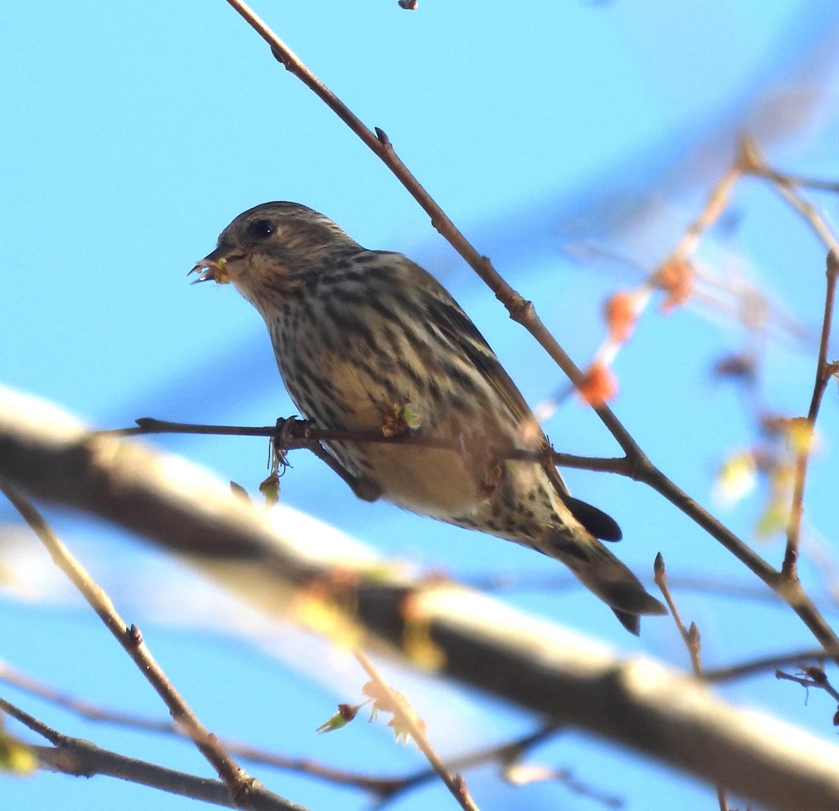 Pine Siskin - ML615753513
