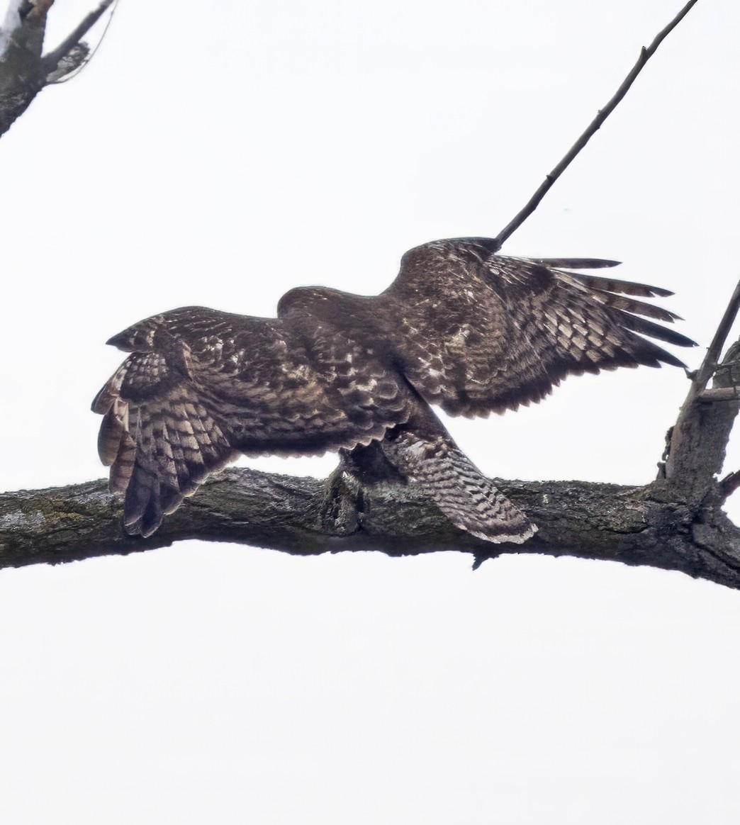 Red-tailed Hawk (calurus/abieticola) - ML615753516