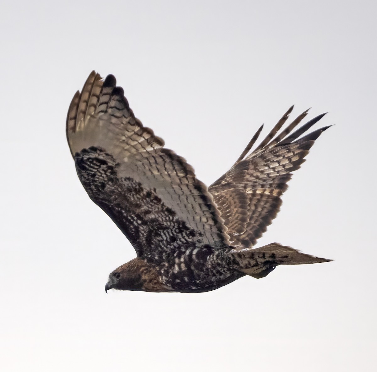Red-tailed Hawk (calurus/abieticola) - ML615753517