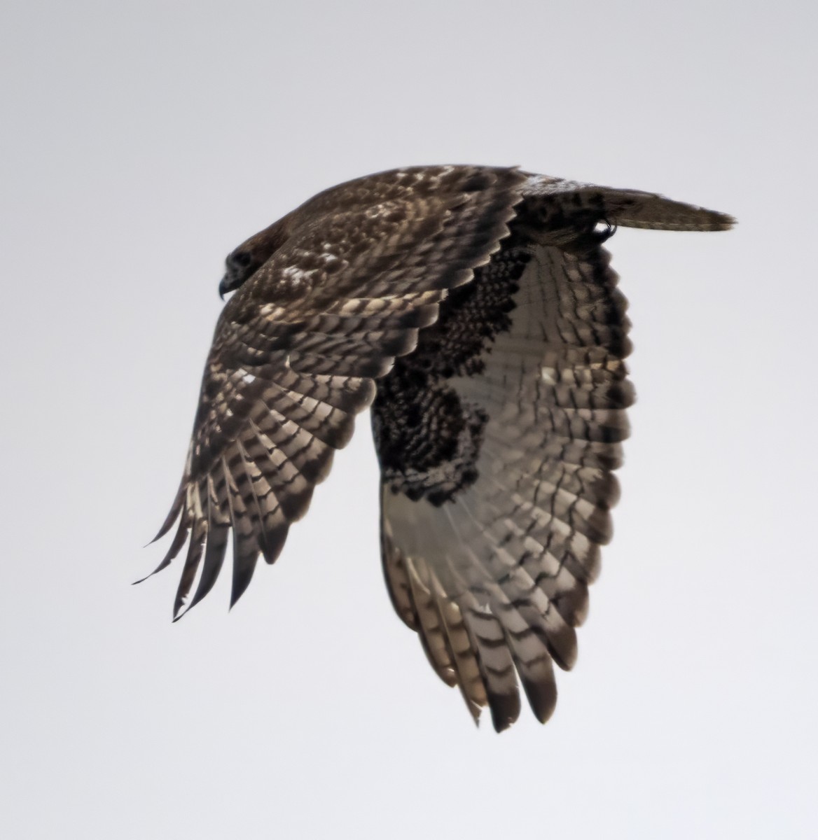 Red-tailed Hawk (calurus/abieticola) - ML615753518