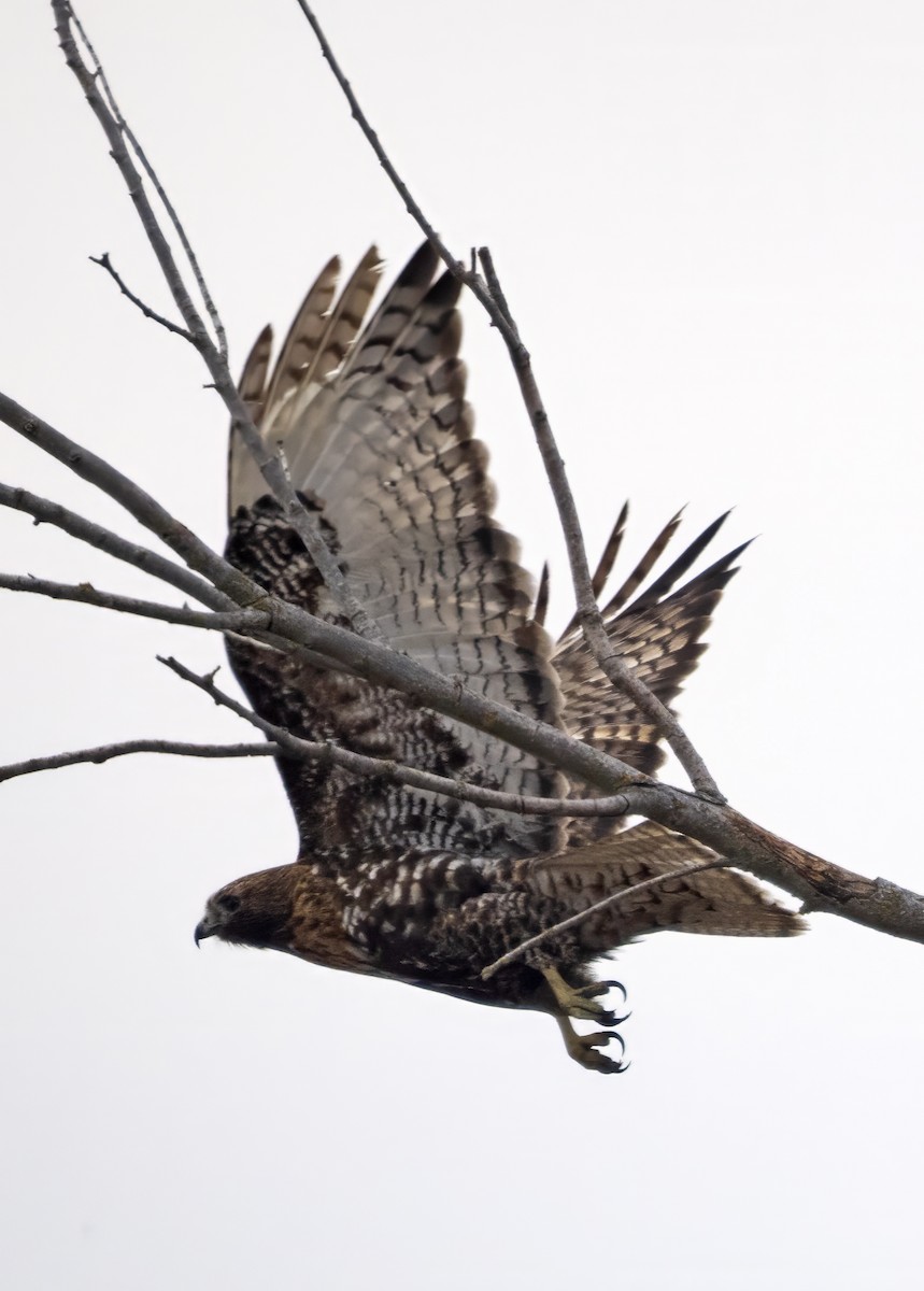 Red-tailed Hawk (calurus/abieticola) - ML615753519