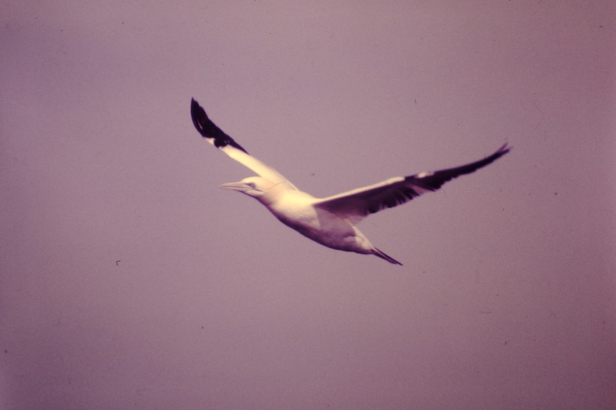 Northern Gannet - ML615753542