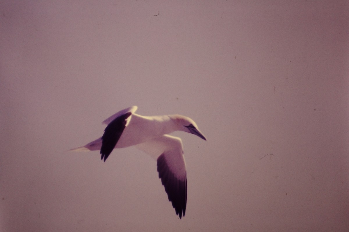 Northern Gannet - ML615753543