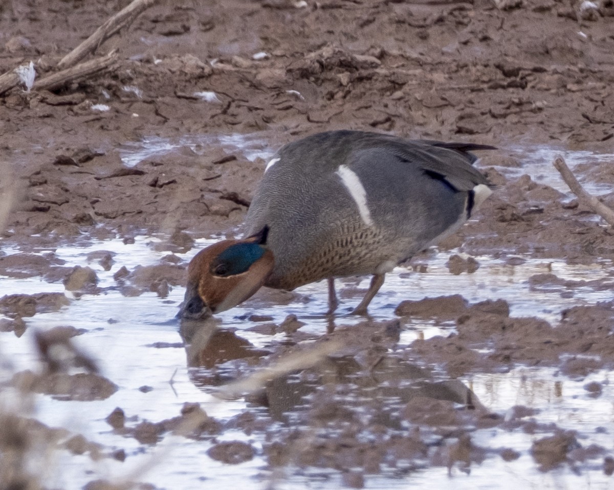 Green-winged Teal - ML615753546