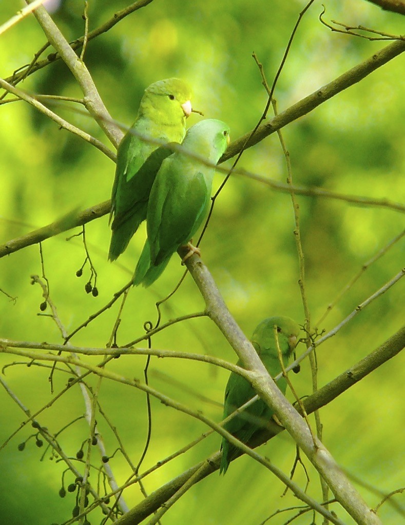 Yeşil Sokumlu Serçe Papağanı - ML615753563