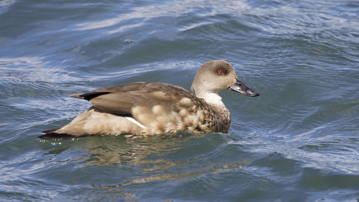 Crested Duck - ML615753583