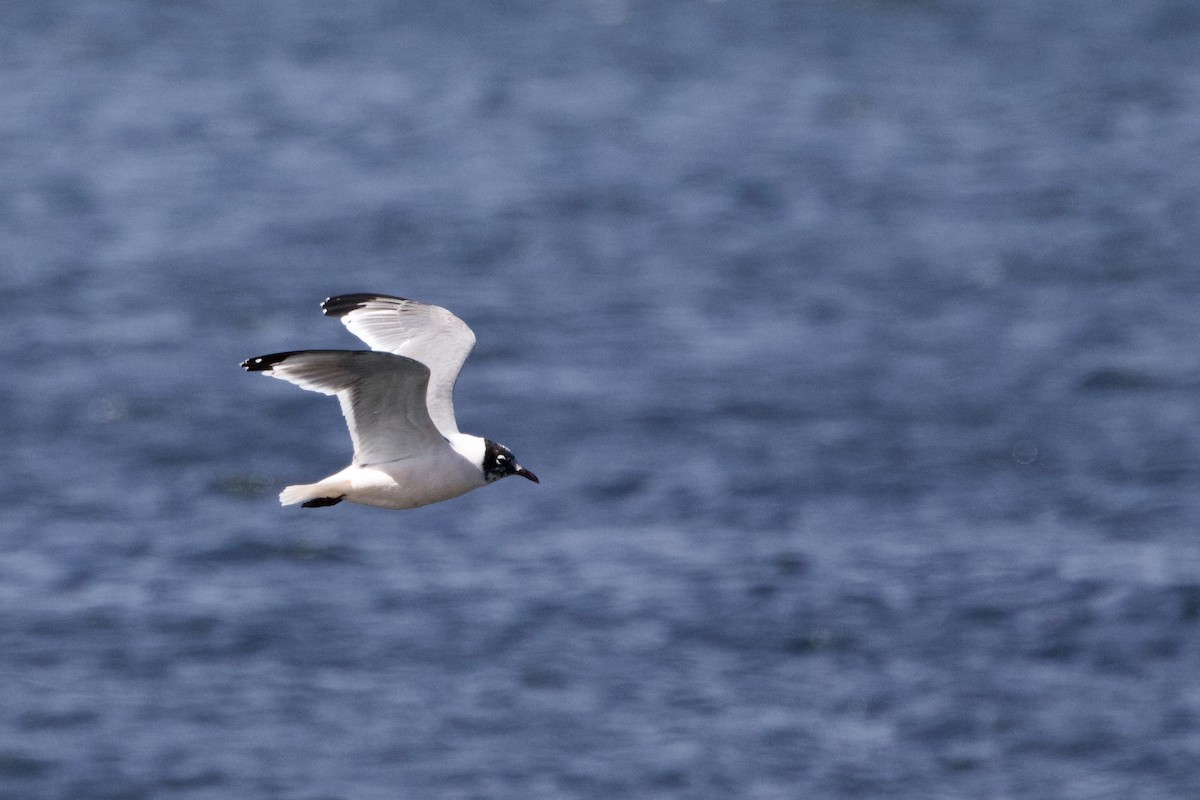 Franklin's Gull - Steve Bielamowicz