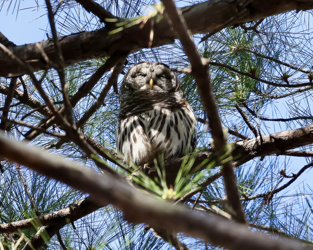 Barred Owl - Debbie Kosater
