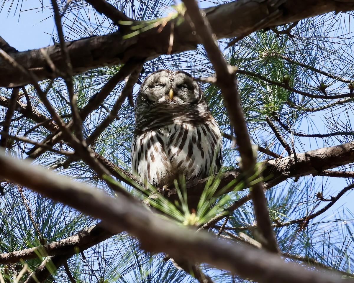 Barred Owl - ML615753622