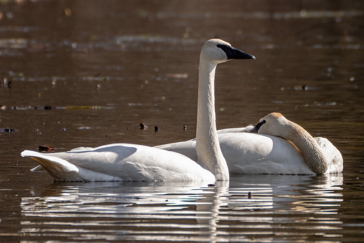 Trumpeter Swan - ML615753634