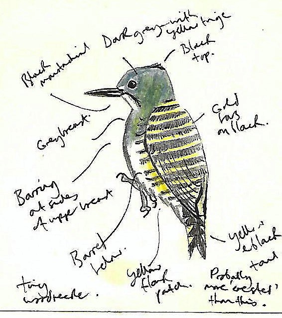 Gray-and-buff Woodpecker - Andrew Collins