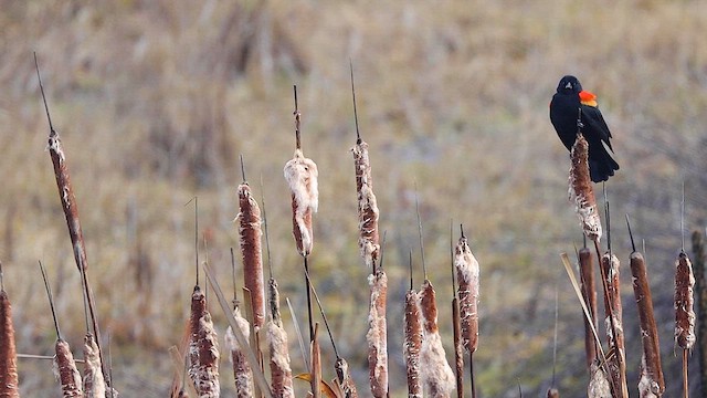 Red-winged Blackbird (Red-winged) - ML615753700