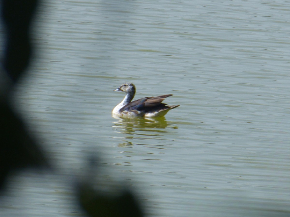 Knob-billed Duck - ML615753745