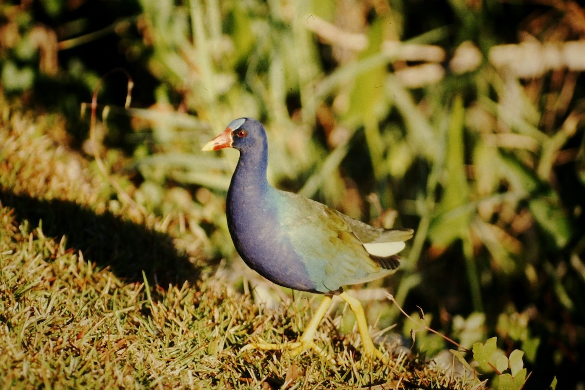 Purple Gallinule - ML615753750