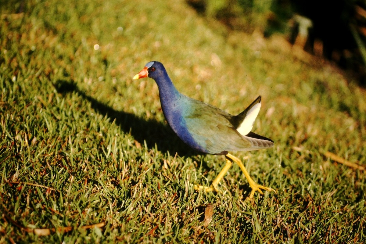 Purple Gallinule - Rick Robinson