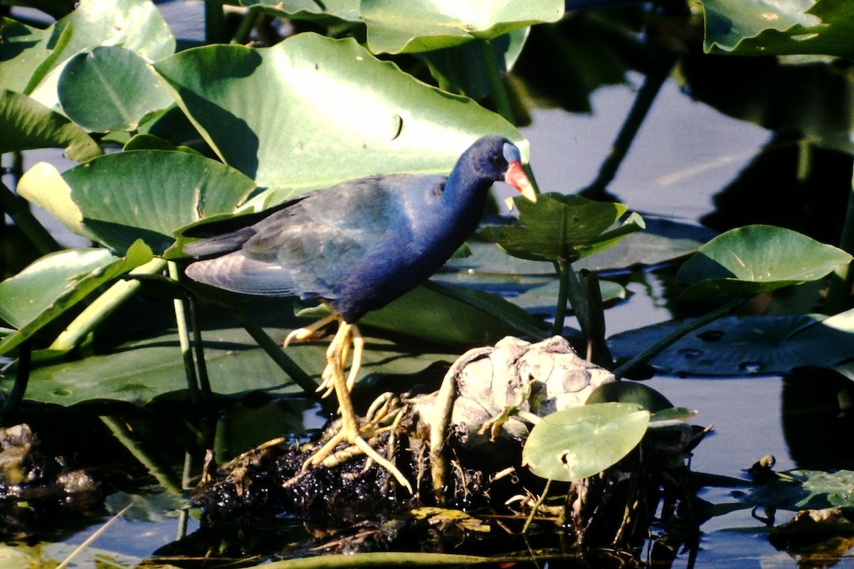 Purple Gallinule - Rick Robinson