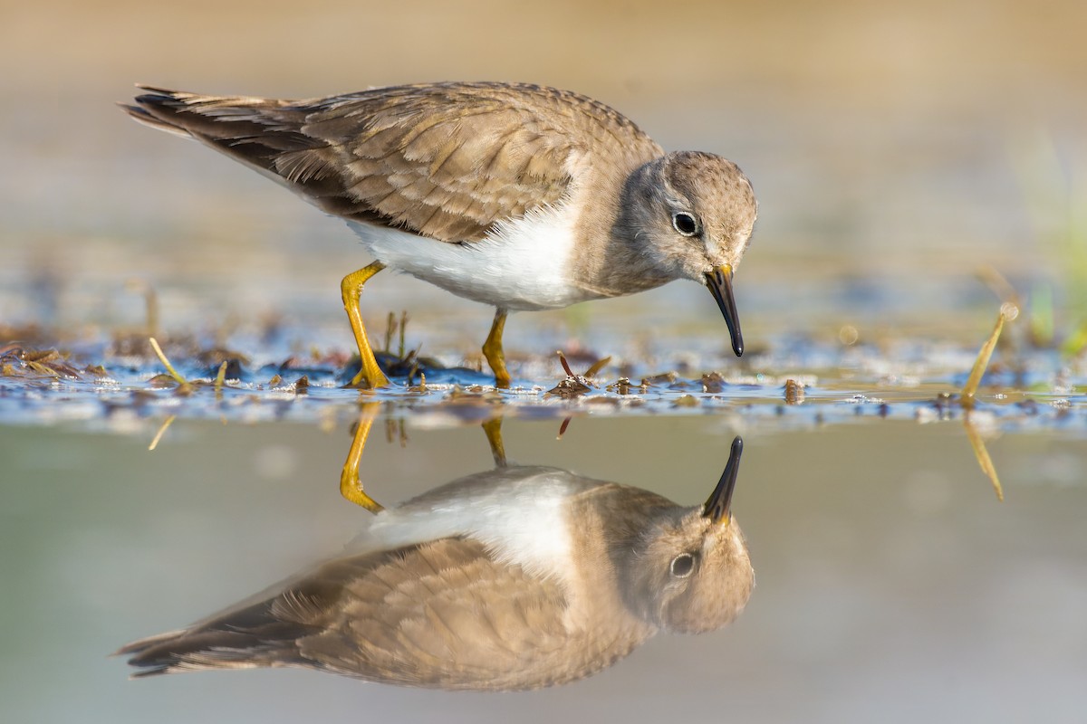 Temminck's Stint - ML615753758