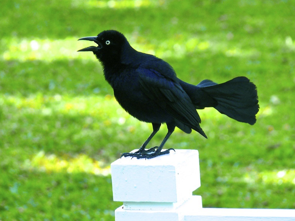 Greater Antillean Grackle - ML615753788