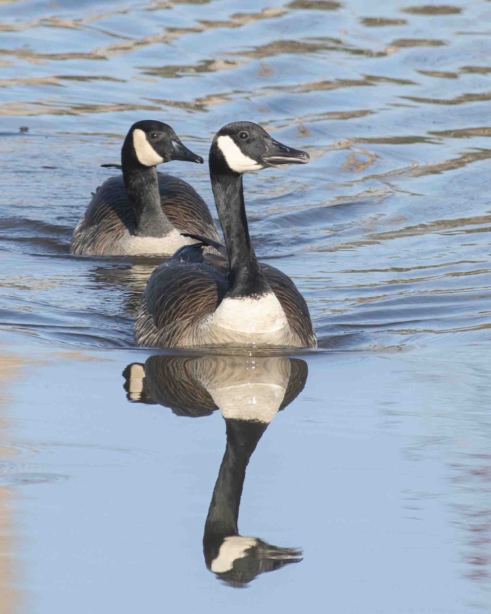 Canada Goose - Gary Hofing